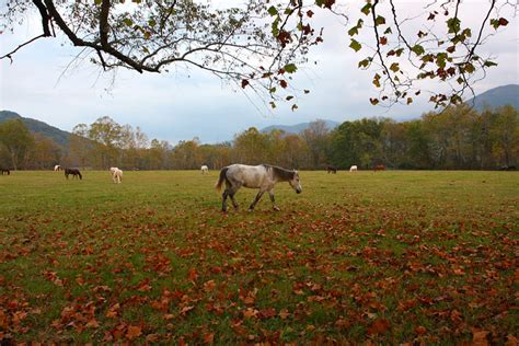 Horseback Riding In The Smoky Mountains Great Smoky Mountains