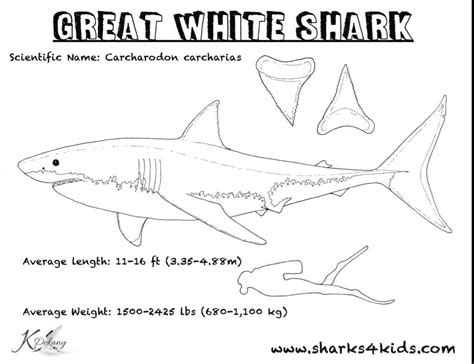 Frilled Shark Coloring Pages - Cute Coloring Pages