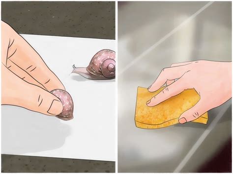 A garden snail is a small creature with simple needs. How to Care for Garden Snails (with Pictures) - wikiHow