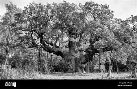 Major Oakrobin Hoods Tree Sherwood Forest Nottinghamshire Stock Photo
