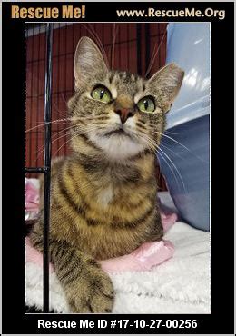 About a dozen of the rescued animals still need a foster home, according to beichler. Ohio Cat Rescue ― ADOPTIONS ― RescueMe.Org