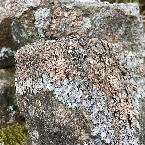 Lichens On Stone Walls In Darwen Lancashire Susan Rushton
