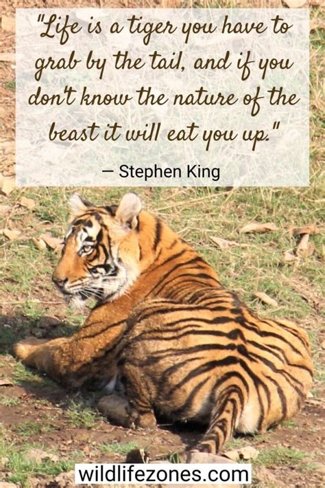 55 Best Tiger Quotes On Strength And Magnificence Wildlifezones