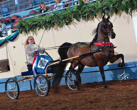 Signed Sealed Delivered World Champion Park Harness Junior Exhibitor