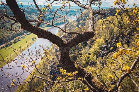 Bastei Park Elbe River Sandstone Mountains Blossoming Tree On Front