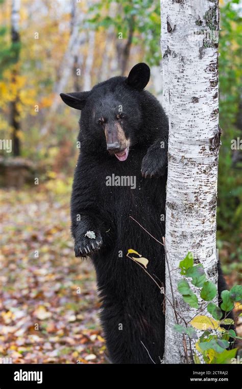 Black Bear Ursus Americanus Stands Next To Birch Tree Mouth Open