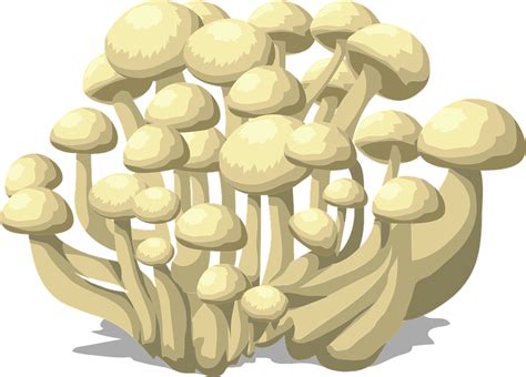 Mushrooms White Fungus Free Vector Graphic On Pixabay