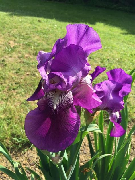 Photo Of Tall Bearded Iris Iris Rose Marie Uploaded By Andrea33