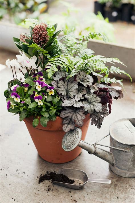The One Pot Garden Winter Container Gardening Container Plants