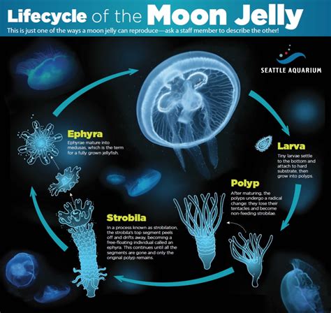 The Facts Of Jellyfish Life Seattle Aquarium Marine Biology
