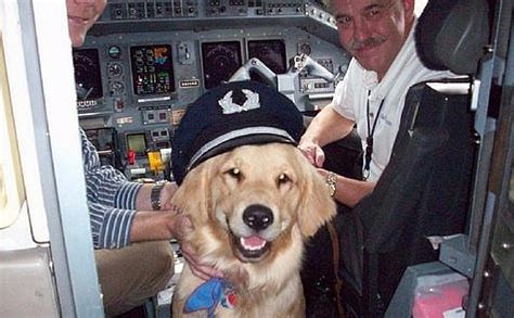 Thanks To Courageous Pilots Over 75000 Shelter Dogs Have Been Saved