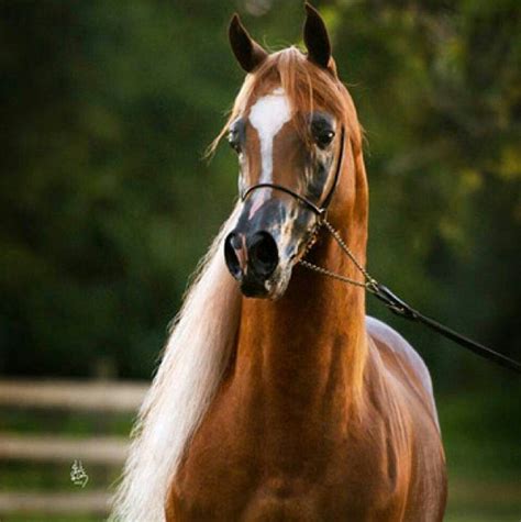 Amazing Majestic Horse Majestic Animals Horse Crazy Horse Love