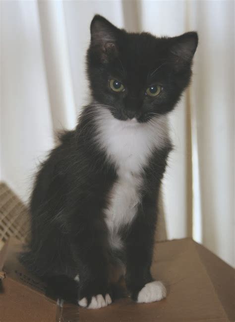 Wishe The Tuxedo Kitten Today The Feral Life Cat Blog