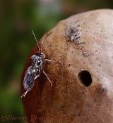 Wasp Gall Photos