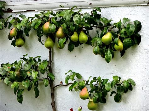 Arbres Fruitiers Pour Petit Jardin Lesquels Choisir Et O Les Planter