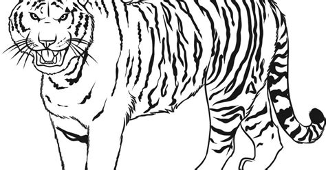 Dihalaman ini anda akan melihat gambar mewarnai hewan harimau yang ! Gambar Mewarnai Gambar Harimau Untuk Anak