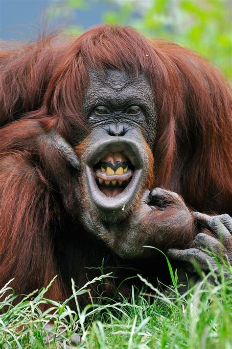 60 Best Orangutans Images On Pinterest Orangutans