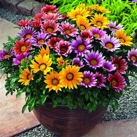 Gazania /ɡəˈzeɪniə/ is a genus of flowering plants in the family asteraceae, native to southern africa. Gazania rigens - Noël Wilson