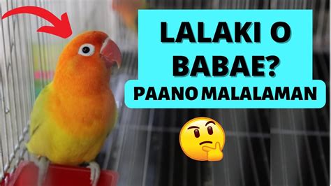 Paano Mag Gender Ng African Lovebird How To Know The Sex Of Your