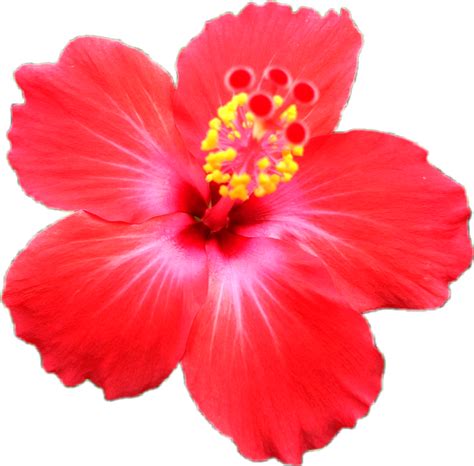 Bunga kebangsaan sebagai aktiviti tambahan kepada pelajar. bunga raya flower - Sticker by izahlover