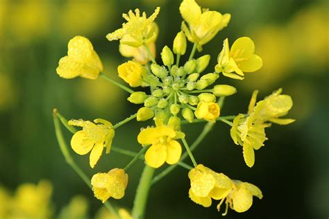 Image Result For Mustard Plant Mustard Plant Plants Diet