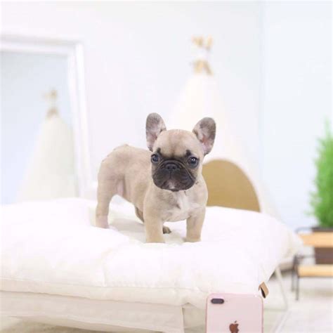 If you are unable to find your french bulldog puppy in our puppy for sale or dog for sale sections, please consider looking thru thousands of french bulldog dogs for adoption. Fabio Mini French Bulldog