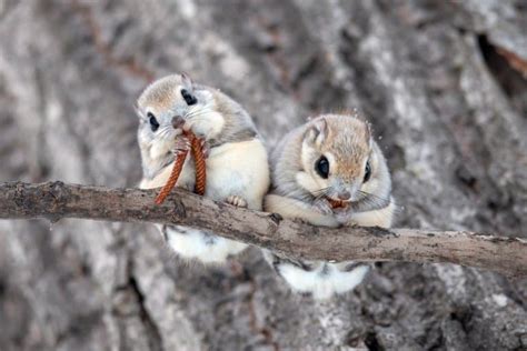 7 Cute Siberian Flying Squirrel Facts Fact Animal