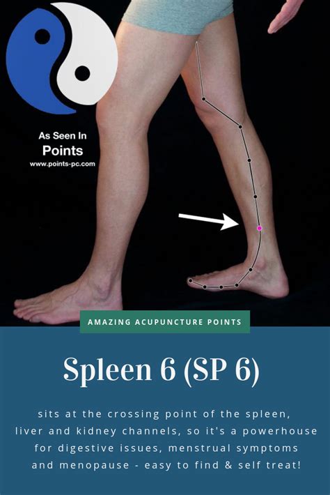 Acupuncture Point Spleen 6 Sp 6 Acupuncture Technology News