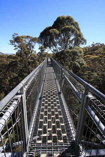 Valley Of The Giants Treetop Walk Is On The Walpole Portion Of The