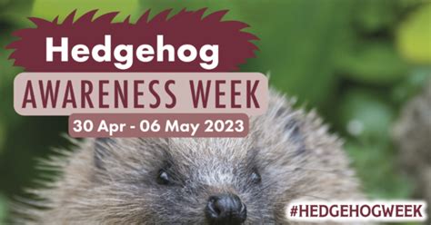 Hedgehog Awareness Week 30th April 6th May 2023 The British