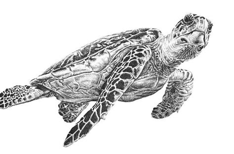 Search By Word Sea Turtle Clip Art Library Sea Turtle Drawing Sea