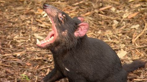 72 Dangerous Animals Australia National Geographic For Everyone In