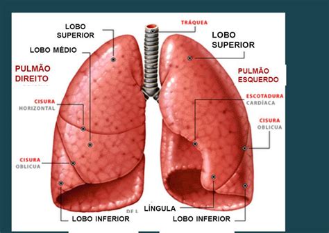 Anatomia Do Pulm O Anatomia Humana Sistema Respirat Rio Off