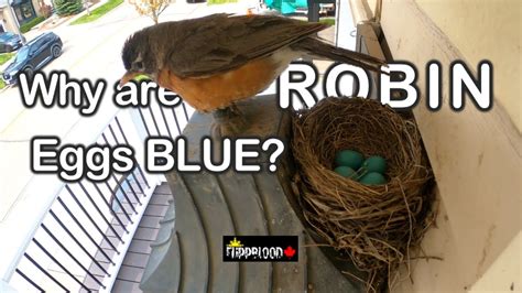 Why Are Robin Eggs Blue Robin Lays Four Blue Eggs 2023 Youtube