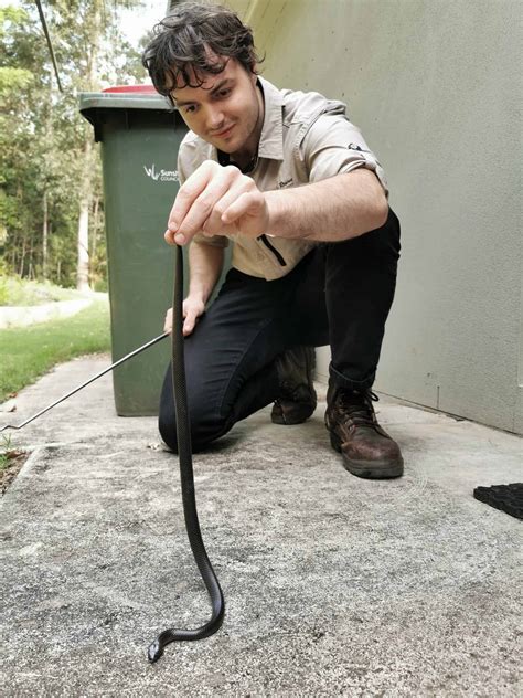 House Roof And Yard Inspections Snake Removals Snake Rescue