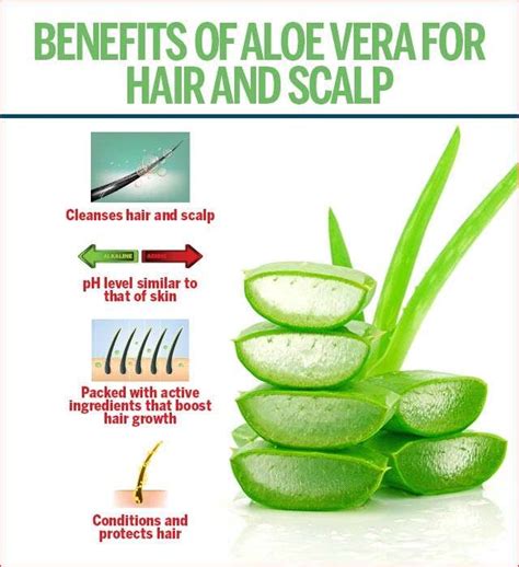 The enzyme content of aloe vera prevents hair loss by protecting the scalp against any diseases. Effective Tips on Using Aloe Vera for Hair Growth | Femina.in