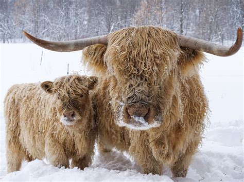 Look At These Cows In The Snow Minnesota Monthly Scottish Cow Cow