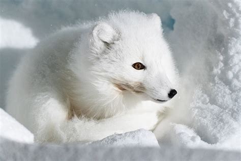 Multimedia Gallery An Arctic Fox Nsf National Science Foundation