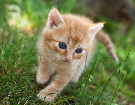 Orange Kitten Names Cute Cats Pictures Kittens