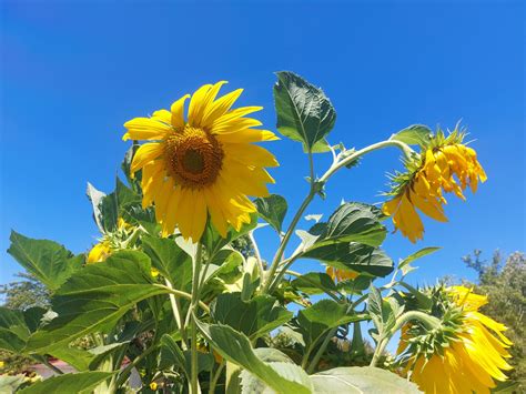 Sunflowers And Blue Sky Free Stock Photo Public Domain Pictures