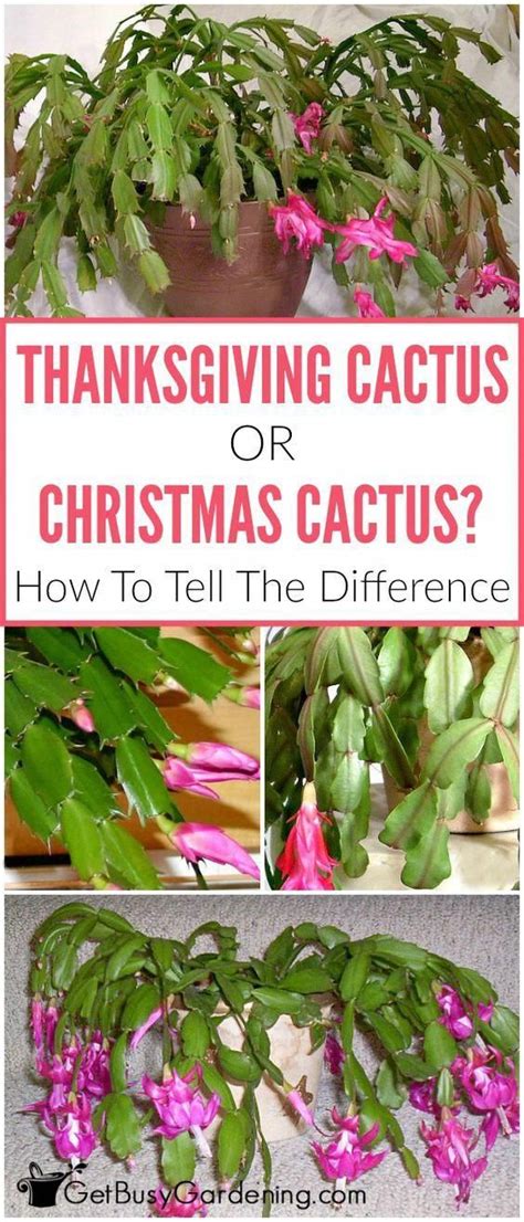 Maintain an optimal climate of 65 degrees. Holiday Cactus Care: How To Grow Thanksgiving and ...
