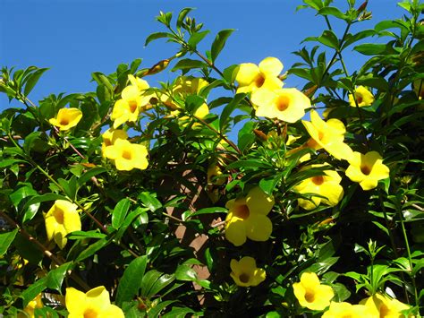 Native americans in california valued the poppy as a food source and for the oil extracted from the plant. PLANTA COPA DE ORO ( Allamanda cathartica ) cuidados y cultivo