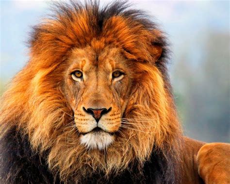Lion Wallpapers Hd Animals 3840x2400