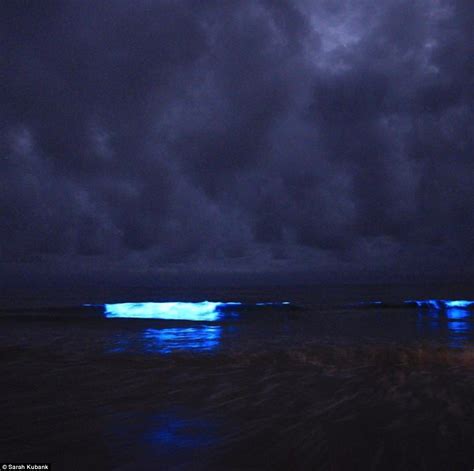 Amazing Bioluminescence Event Lights Up Tasmanian Beaches In Neon Blue