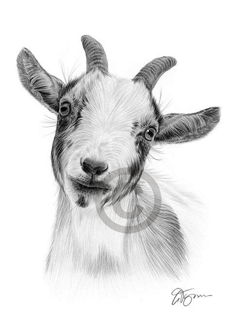 Goat Pencil Drawing Print Wildlife Art A4 Only Signed By Artist