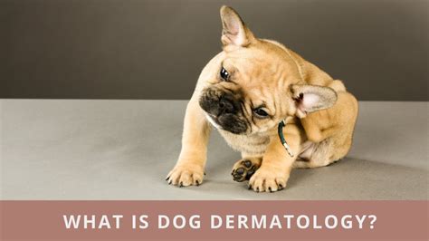 Everything You Need To Know About Dog Dermatology Youtube