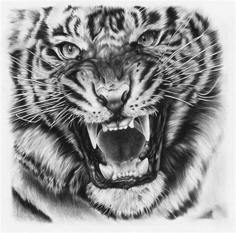 Tiger Face Drawings In Pencil