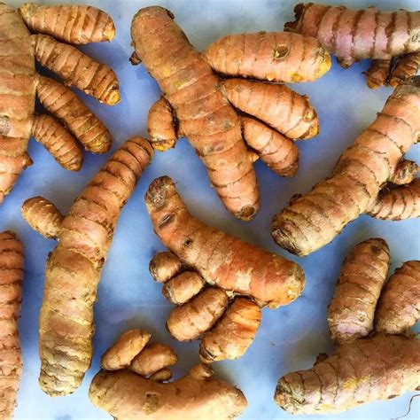 Fresh Turmeric Root S Healing Powers Are Truly Out Of This World Here