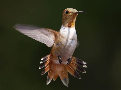 Allens Hummingbird Celebrate Urban Birds