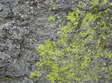 Rock With Moss Texture 1 By Stock It On Deviantart
